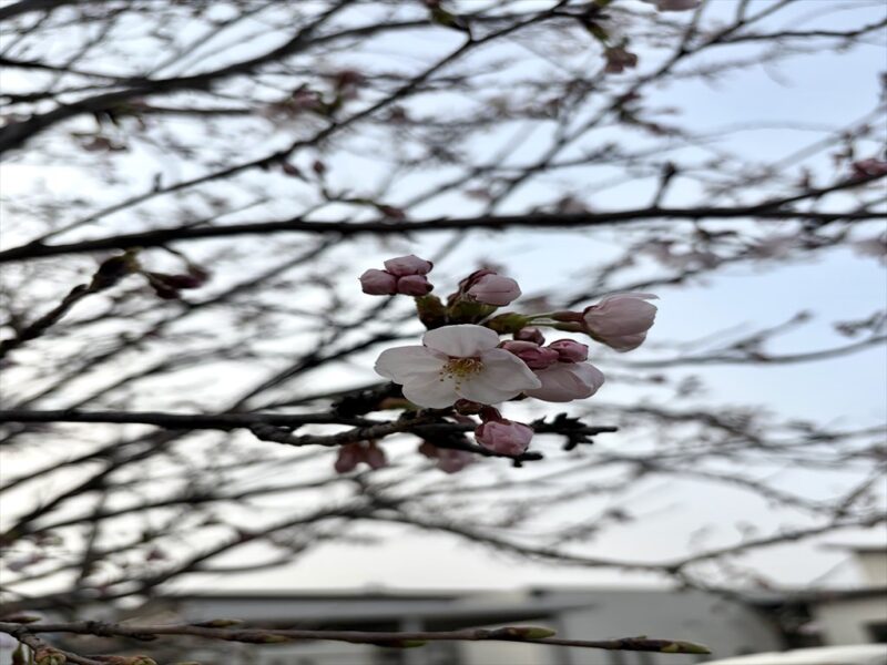 桜が咲き始めました🌸